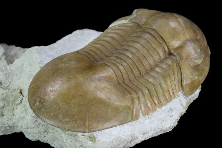 Nice, Caudillaenus Oblongatus Trilobite - Russia #125700